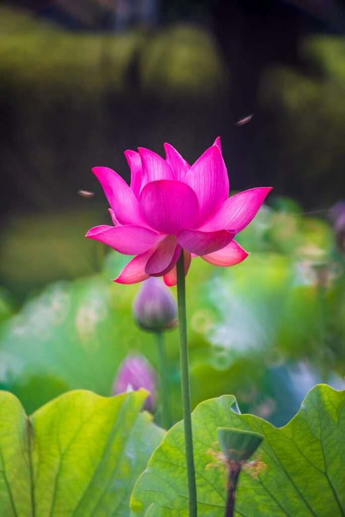 pink lotus flower in tilt shift lens